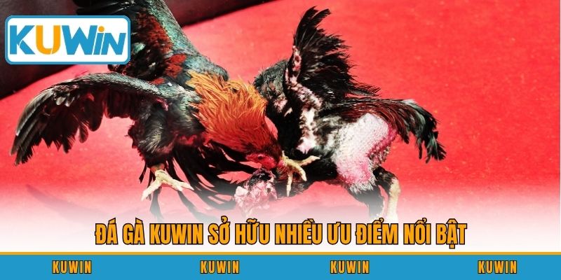 Đá gà KUWIN sở hữu nhiều ưu điểm nổi bật